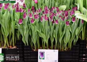 Tulipa Purple Crystal ® (1)